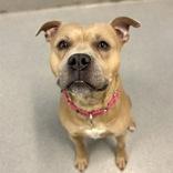 Enlarge Roscoe, a ADOPTABLE mixed breed in Hilliard, OH image 1/1