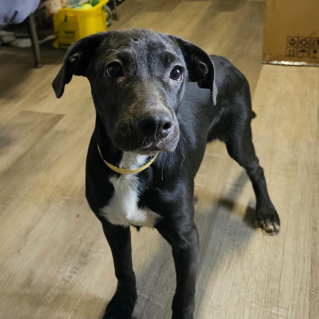 Enlarge Rubina, a Adoptable Mixed Breed in mount vernon, AR image 1/2