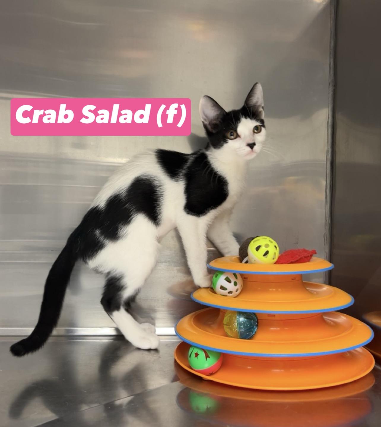Crab Salad, a Adoptable mixed breed in Montville, NJ image 1/2