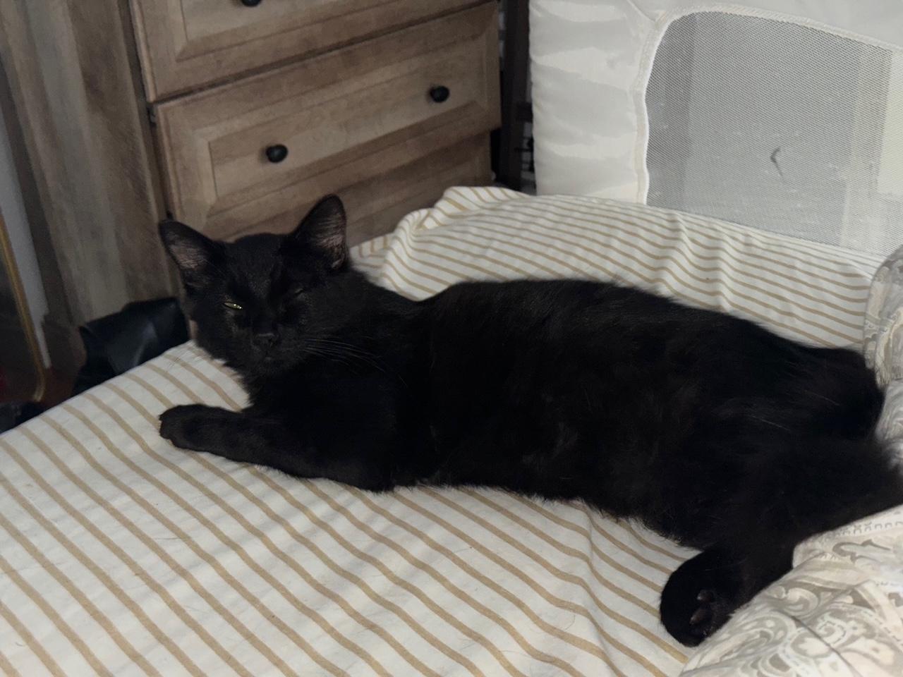 Enlarge Nick (Jonas), a Adoptable Domestic Medium Hair in Santa Cruz, CA image 3/6