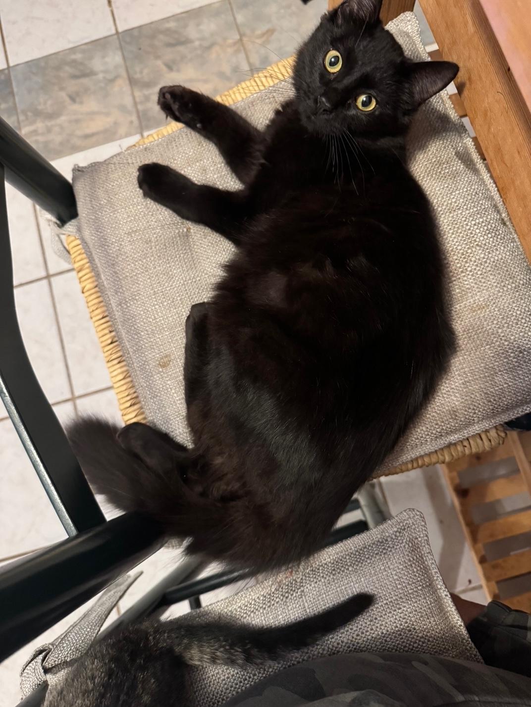 Nick (Jonas), Adoptable, Kitten Male Domestic Medium Hair.