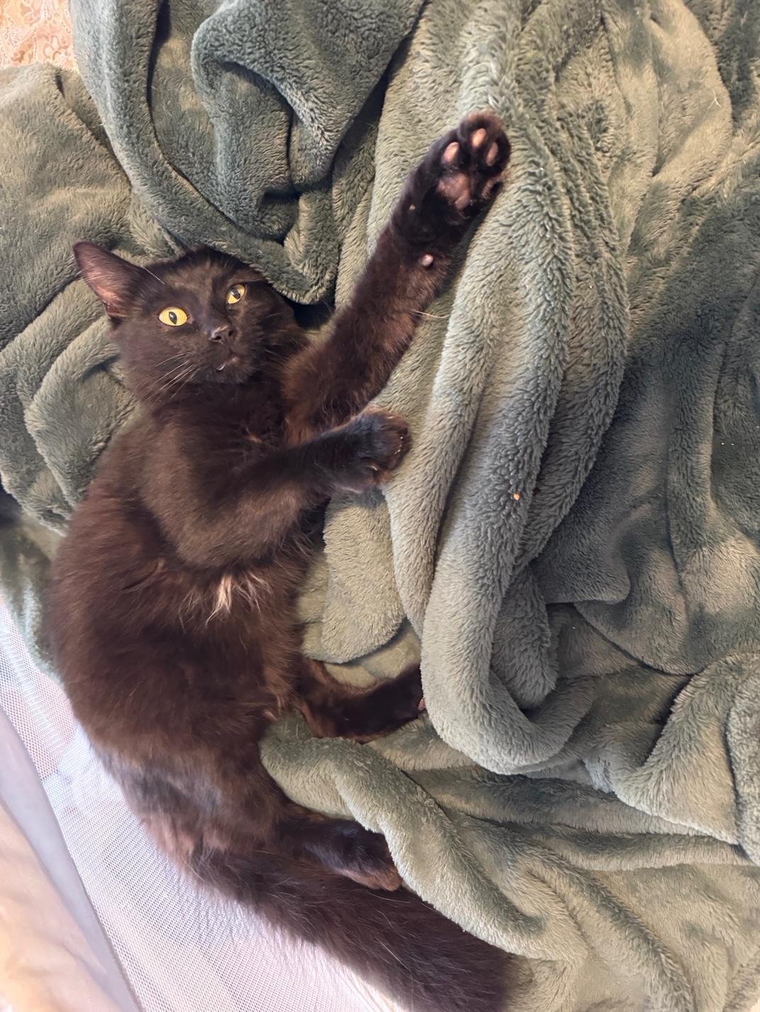 Enlarge Nick (Jonas), a Adoptable Domestic Medium Hair in Santa Cruz, CA image 2/6