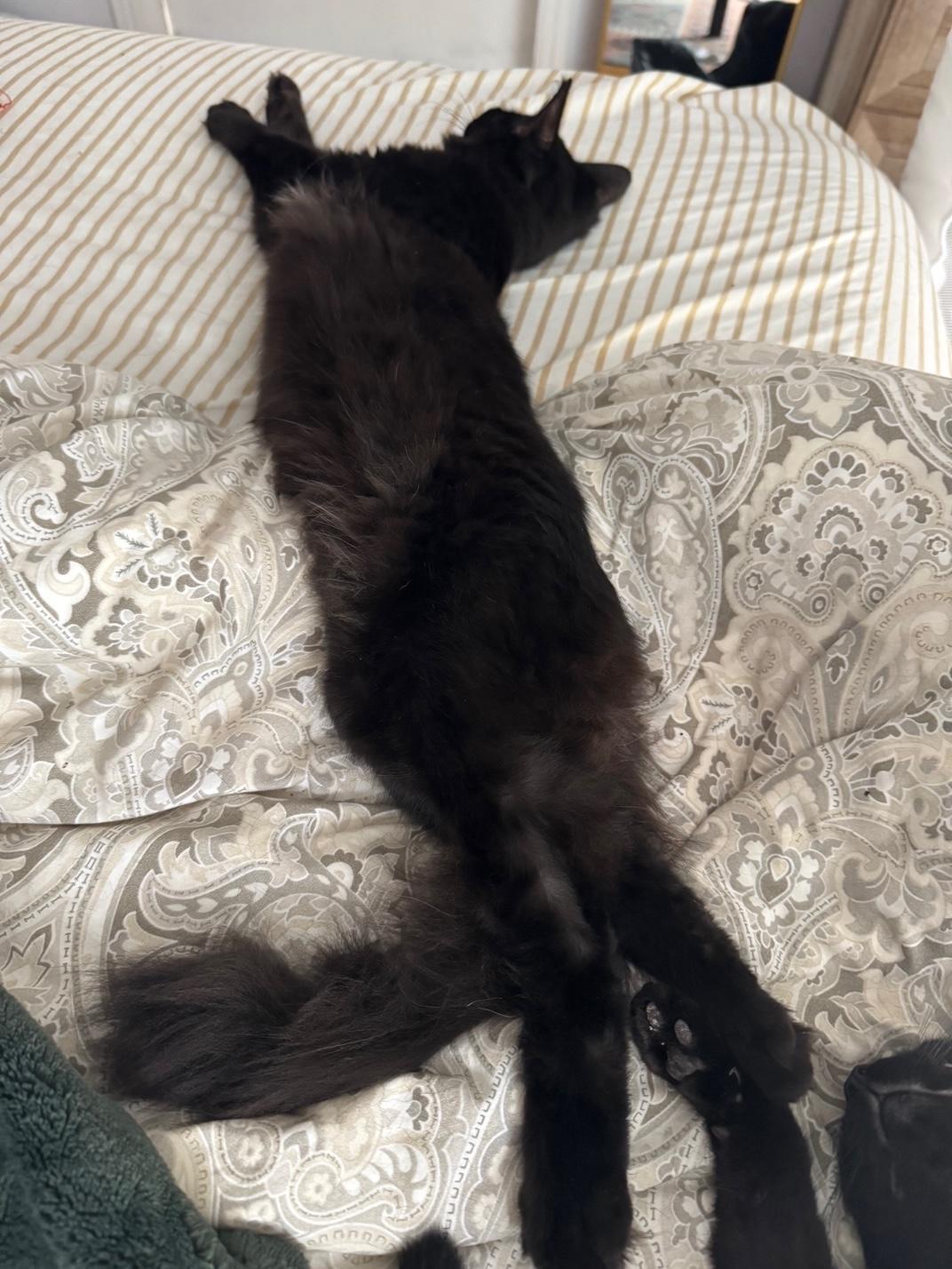 Enlarge Nick (Jonas), a Adoptable Domestic Medium Hair in Santa Cruz, CA image 4/6