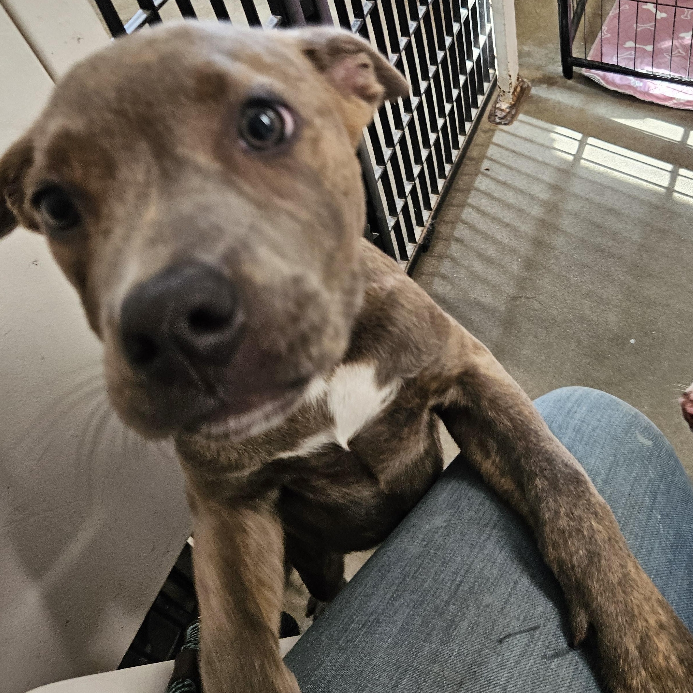 Enlarge Raisin, a Adopted mixed breed in The Dalles, OR image 3/5