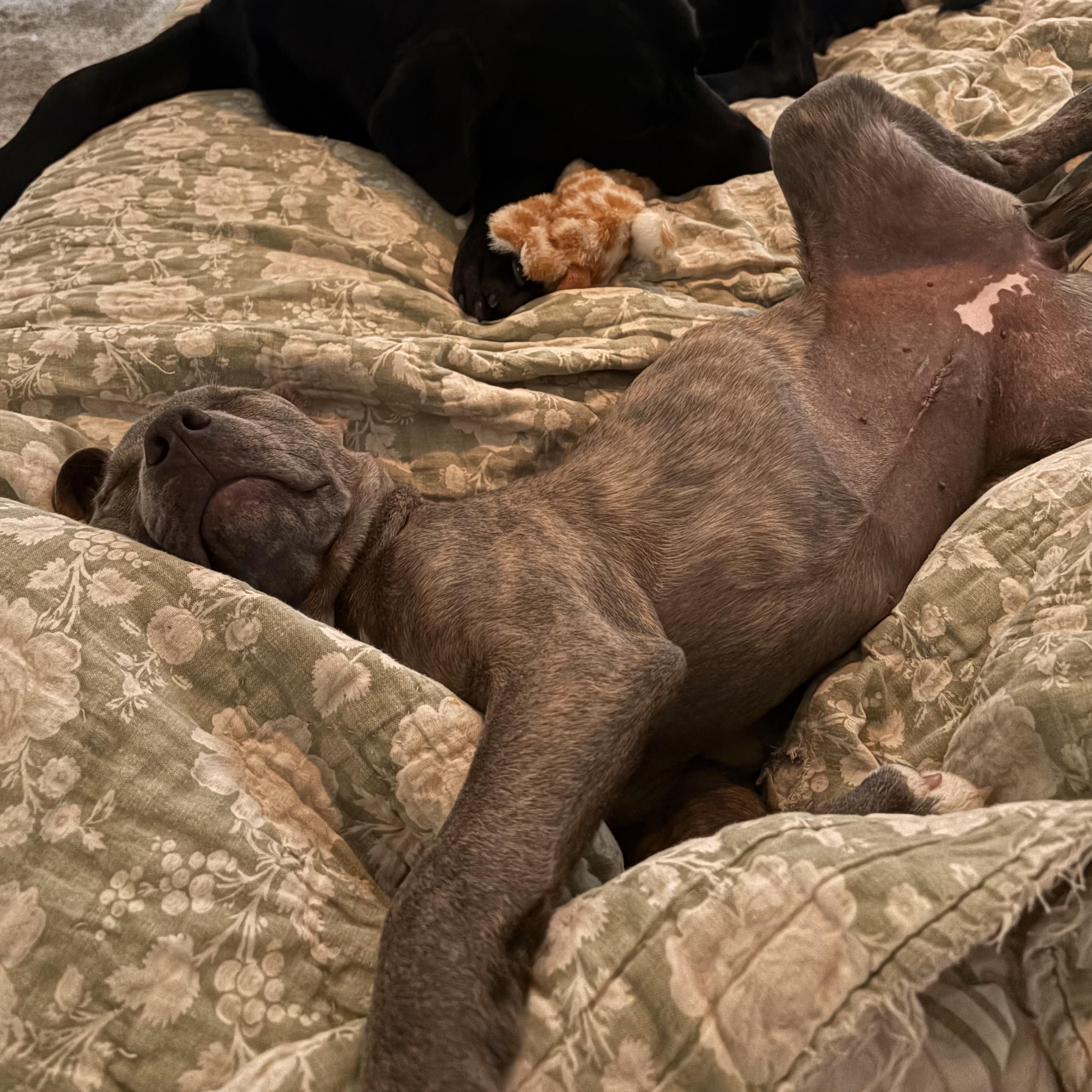 Enlarge Raisin, a Adopted mixed breed in The Dalles, OR image 5/5