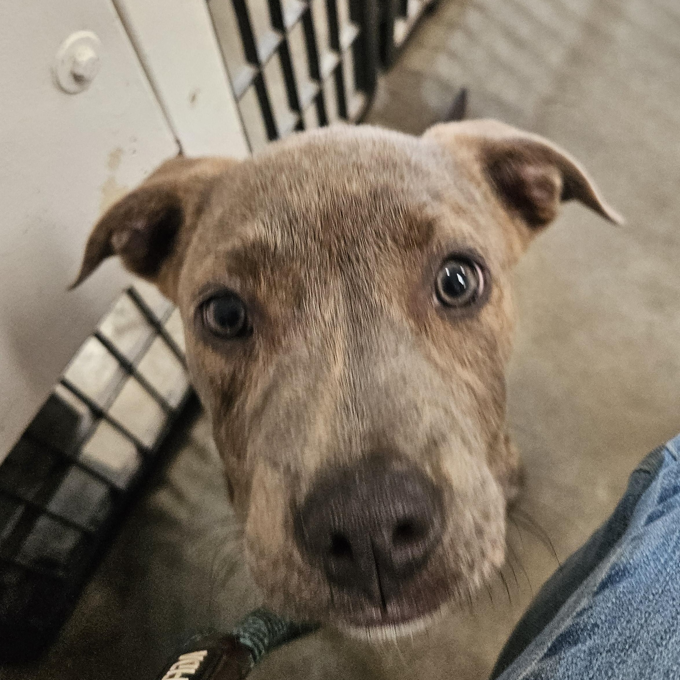Enlarge Raisin, a Adopted mixed breed in The Dalles, OR image 2/5