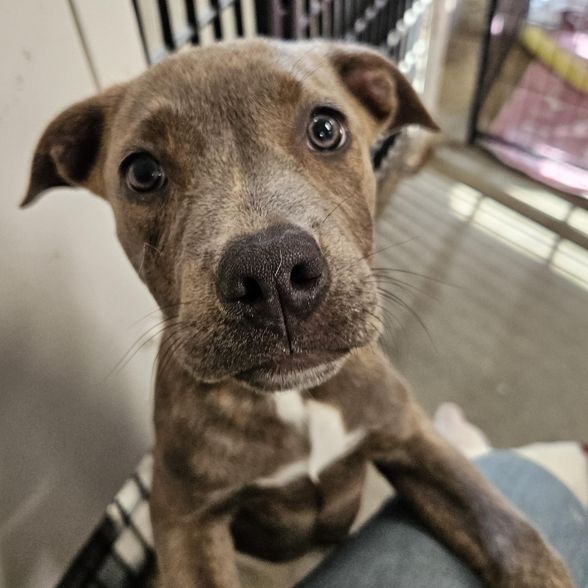 Raisin, Adopted, Puppy Female Pit Bull Terrier.