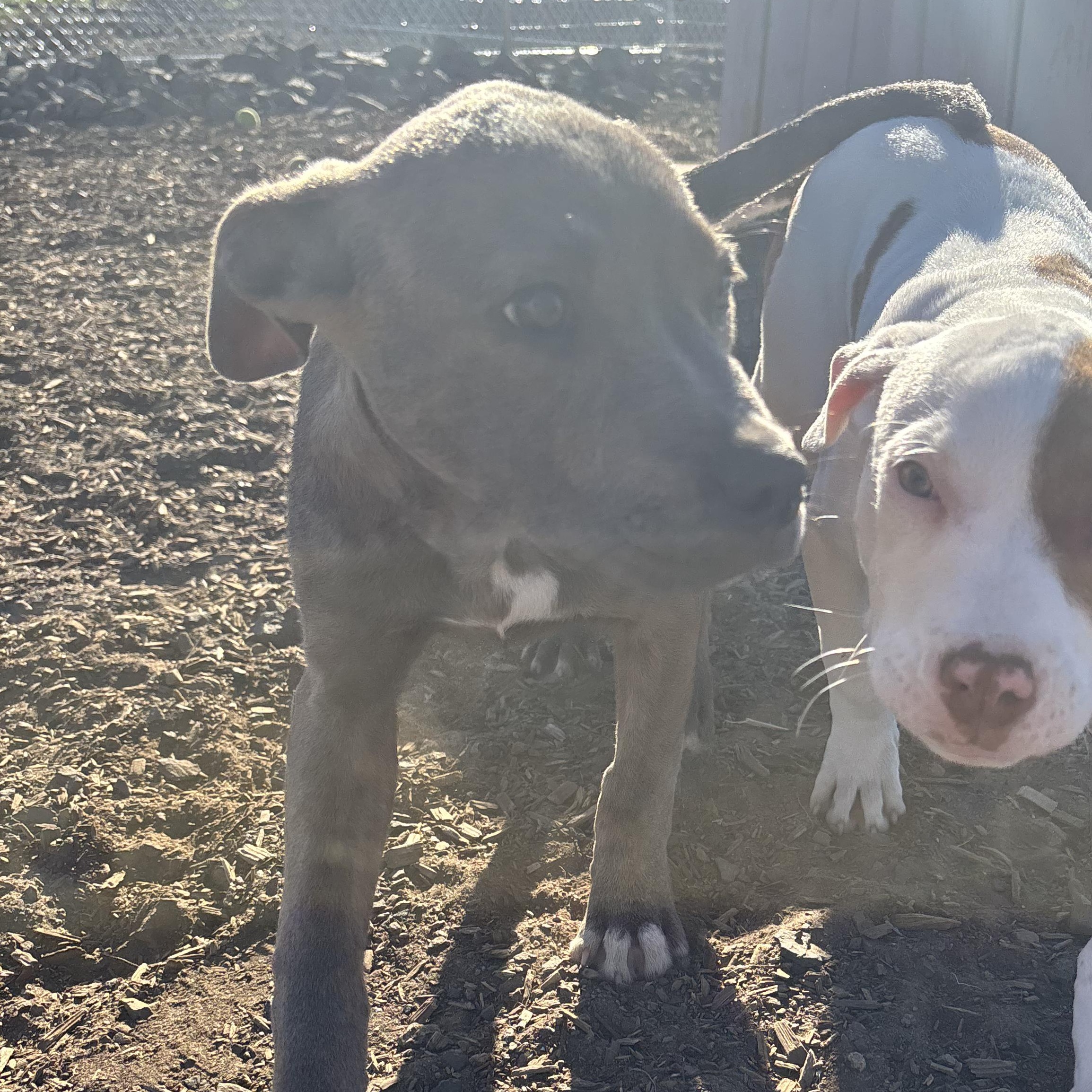 Enlarge Raisin, a Adopted mixed breed in The Dalles, OR image 4/5