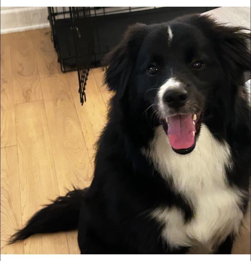 Hulk, an adoptable Aussiedoodle in Queenstown, MD, 21658 | Photo Image 4