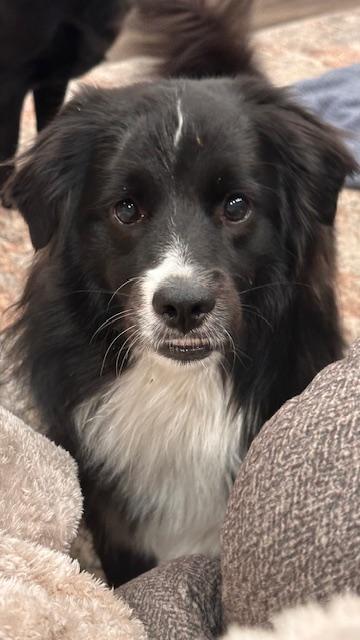 Hulk, an adoptable Aussiedoodle in Queenstown, MD, 21658 | Photo Image 3
