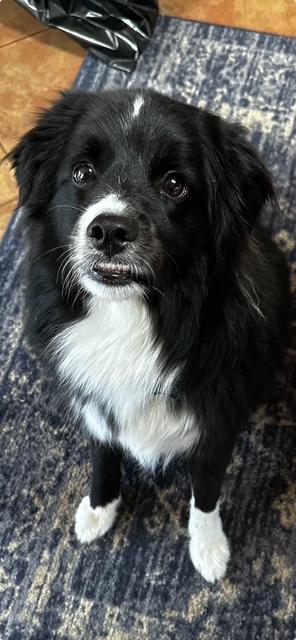 Hulk, an adoptable Aussiedoodle in Queenstown, MD, 21658 | Photo Image 1