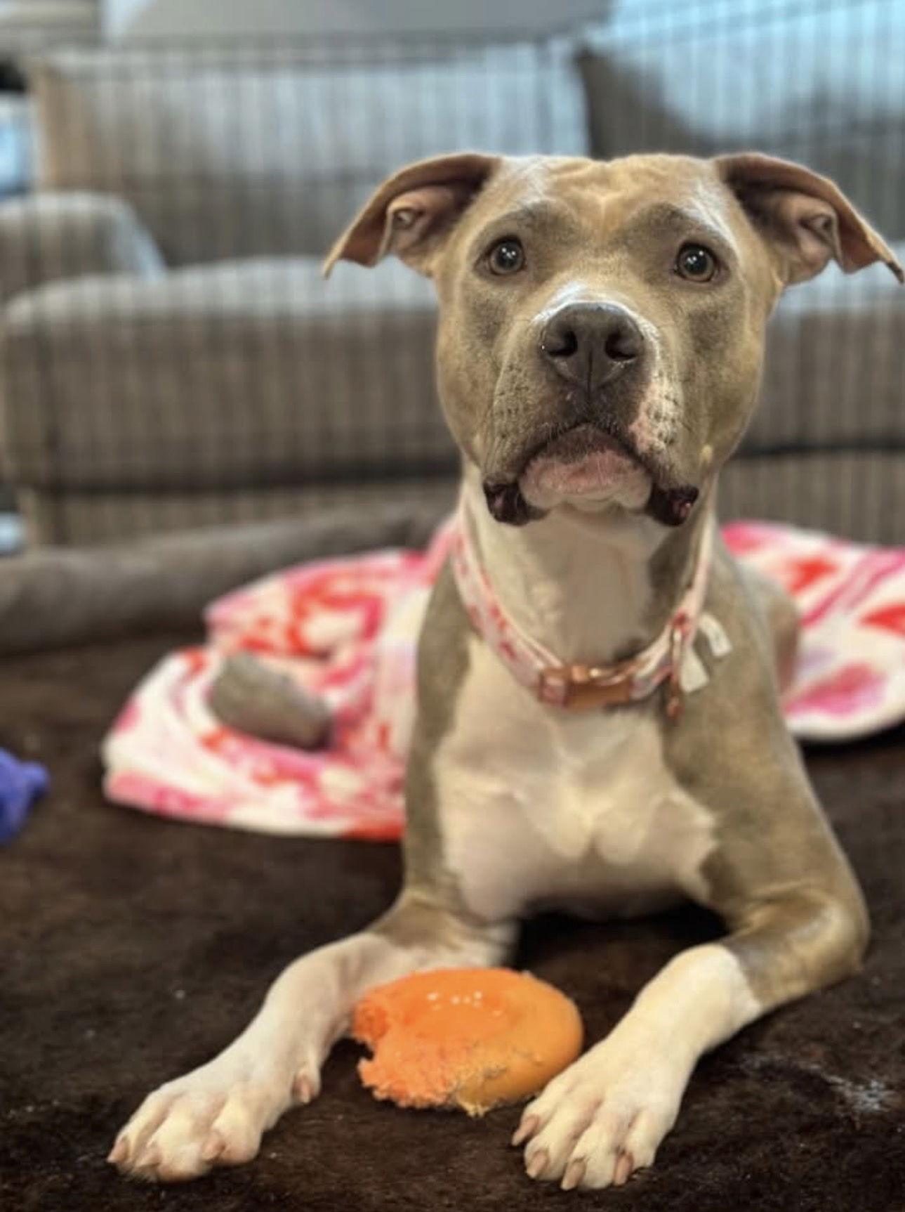 Josie, Adoptable, Adult Female Pit Bull Terrier.