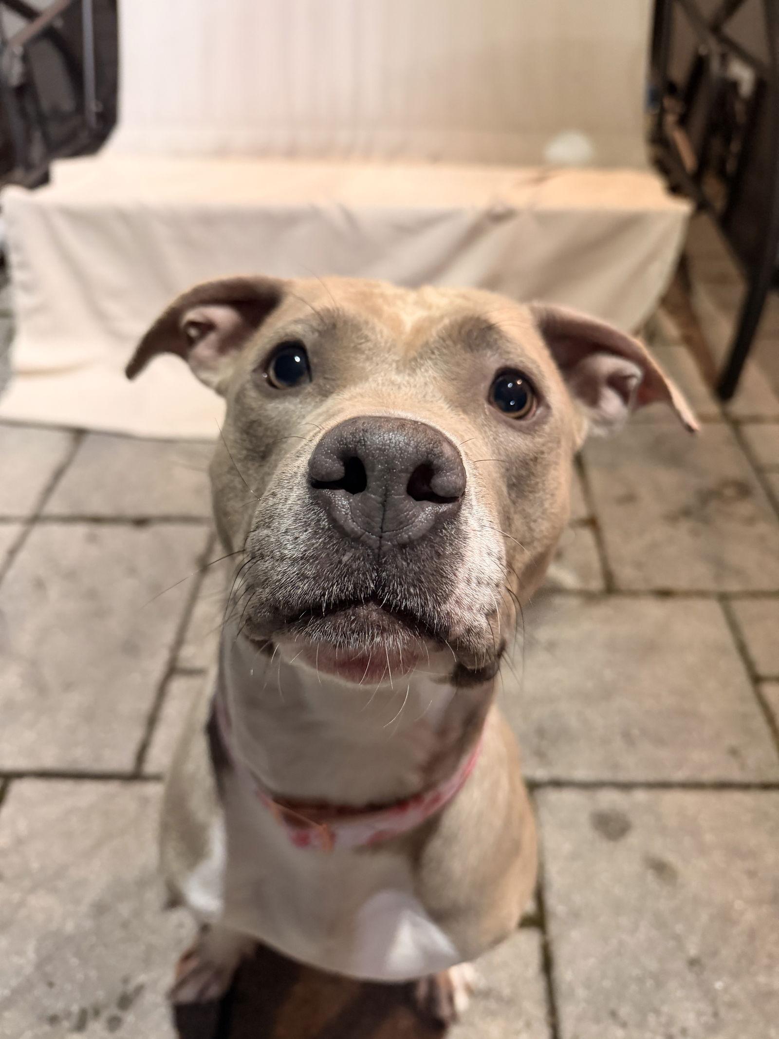 Enlarge Josie, a Adoptable Pit Bull Terrier in Spring Lake, NJ image 2/3