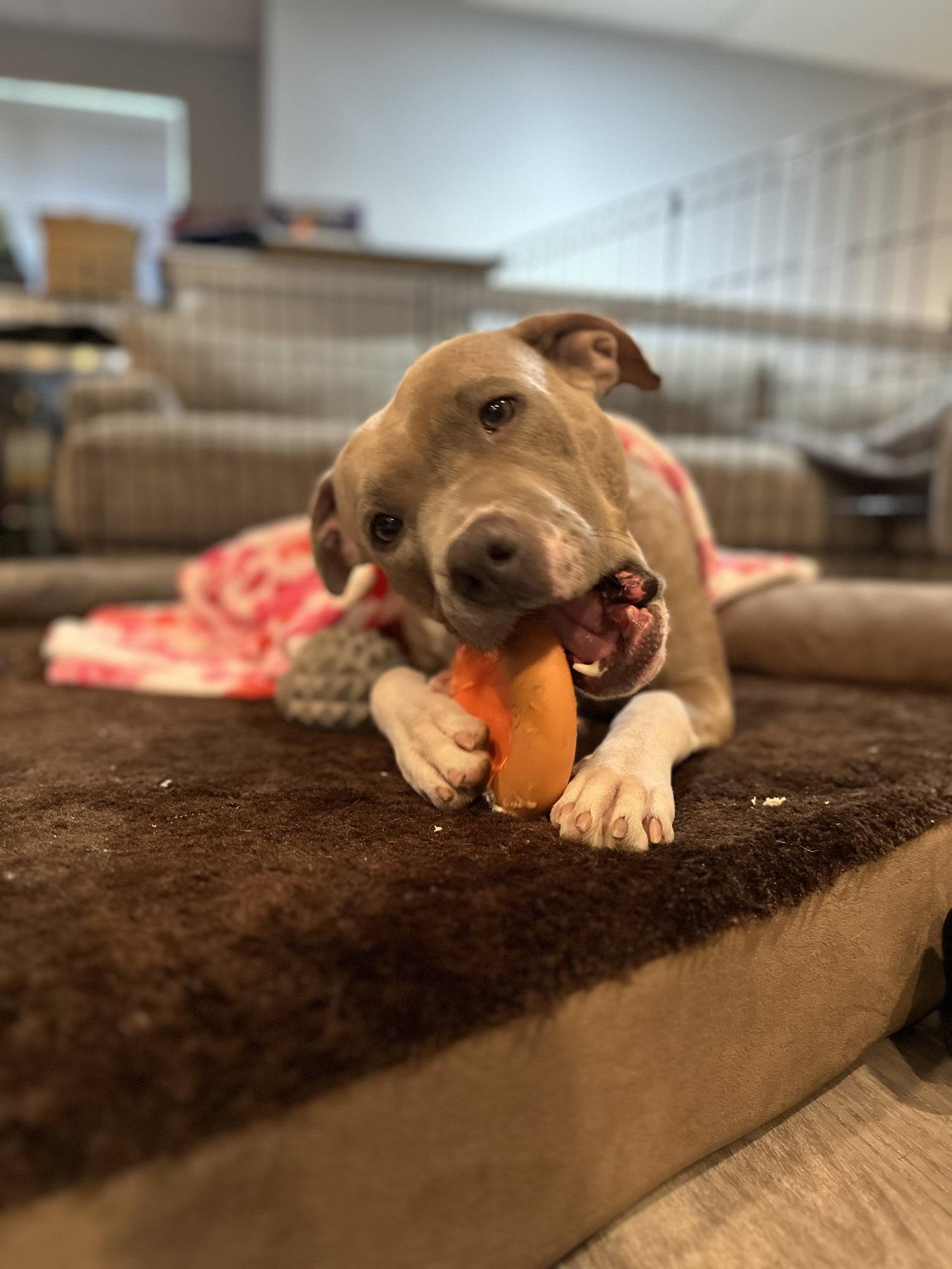 Enlarge Josie, a Adoptable Pit Bull Terrier in Spring Lake, NJ image 3/3