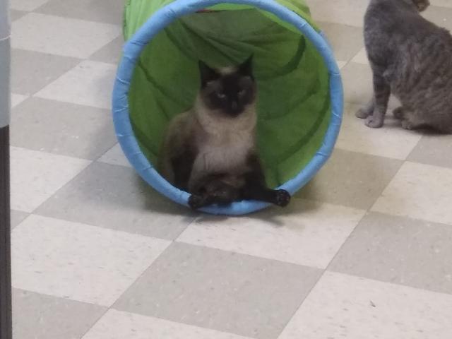 Enlarge Cleo, a Adoptable Siamese in Libby, MT image 5/6