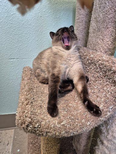 Enlarge Cleo, a Adoptable Siamese in Libby, MT image 6/6