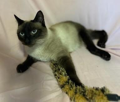 Cleo, Young Female Siamese