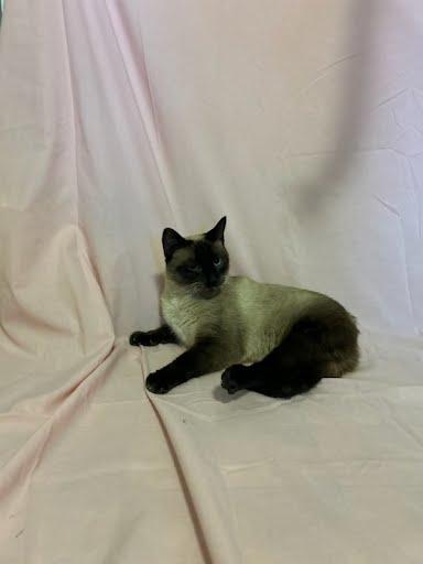 Cleo, a Adoptable Siamese in Libby, MT image 3/3