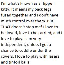 Cleo, a Adoptable Siamese in Libby, MT image 2/3