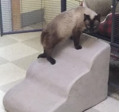 Enlarge Cleo, a Adoptable Siamese in Libby, MT image 4/6