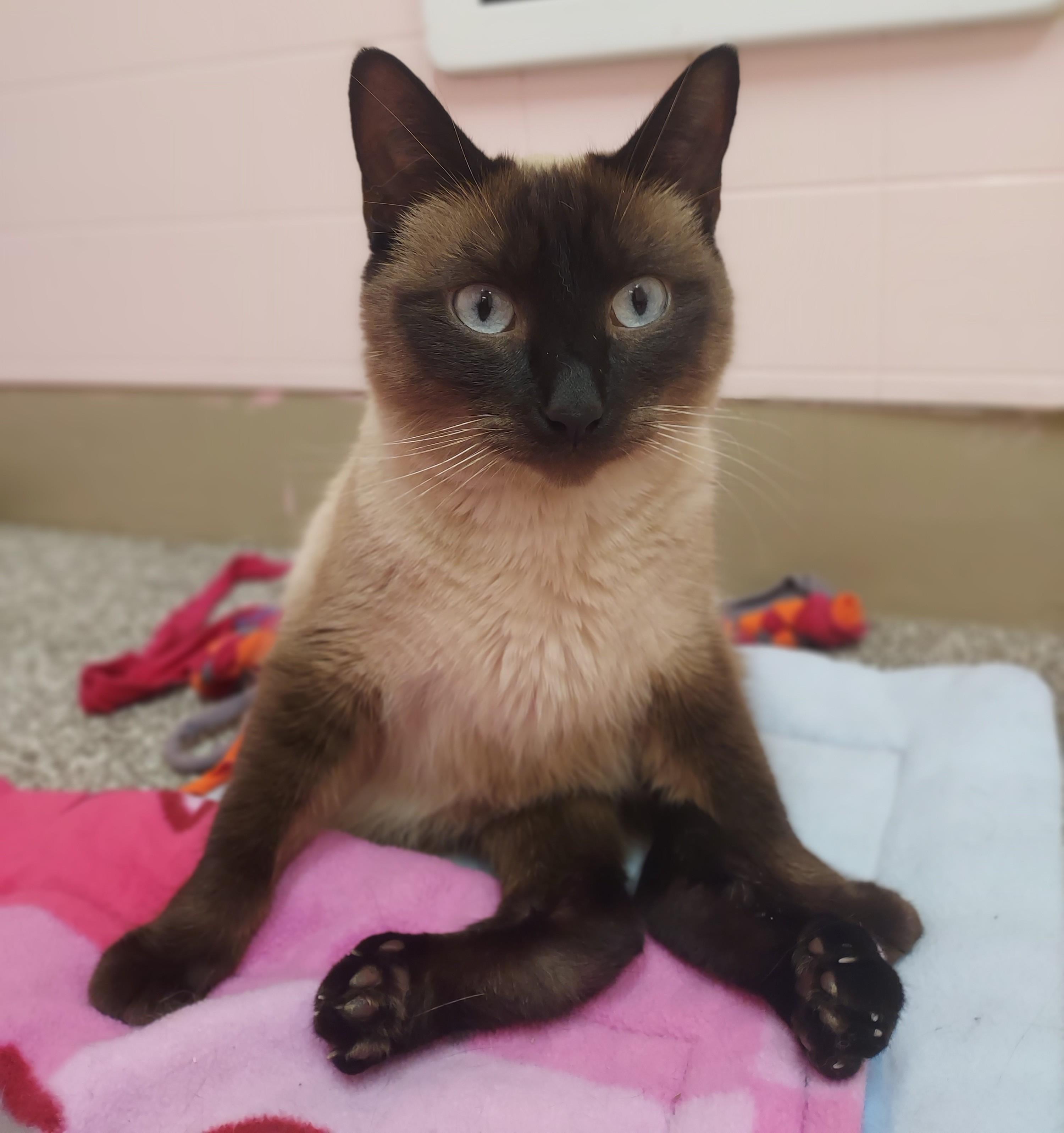 Enlarge Cleo, a Adoptable Siamese in Libby, MT image 1/6