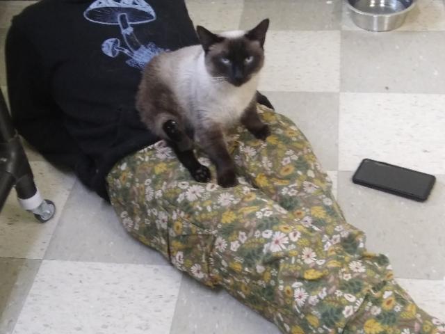 Enlarge Cleo, a Adoptable Siamese in Libby, MT image 3/6