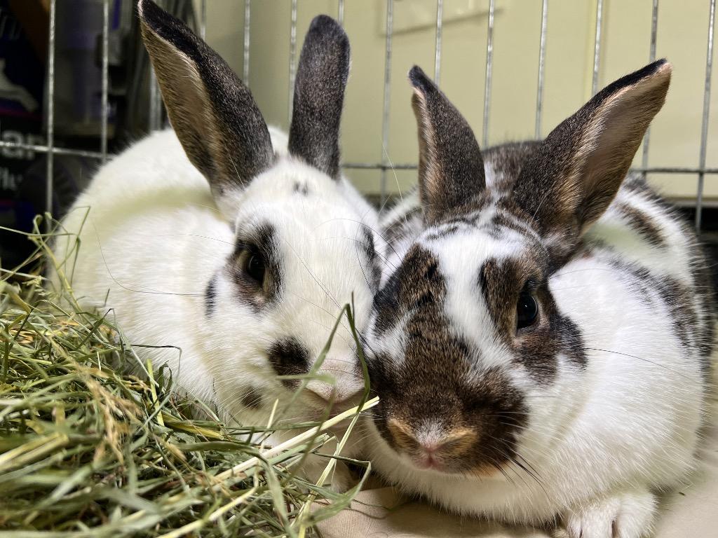 Smokey / Pop Tart, Adoptable, Adult Female Bunny Rabbit.