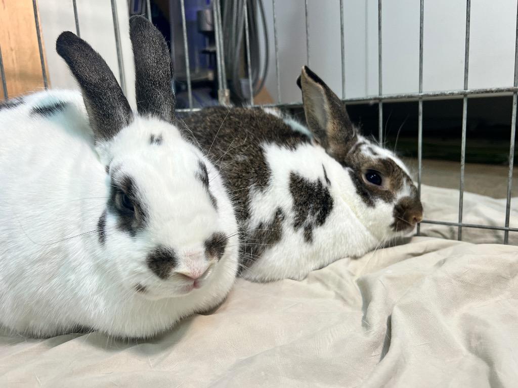 Smokey / Pop Tart, Adoptable, Adult Female Bunny Rabbit.
