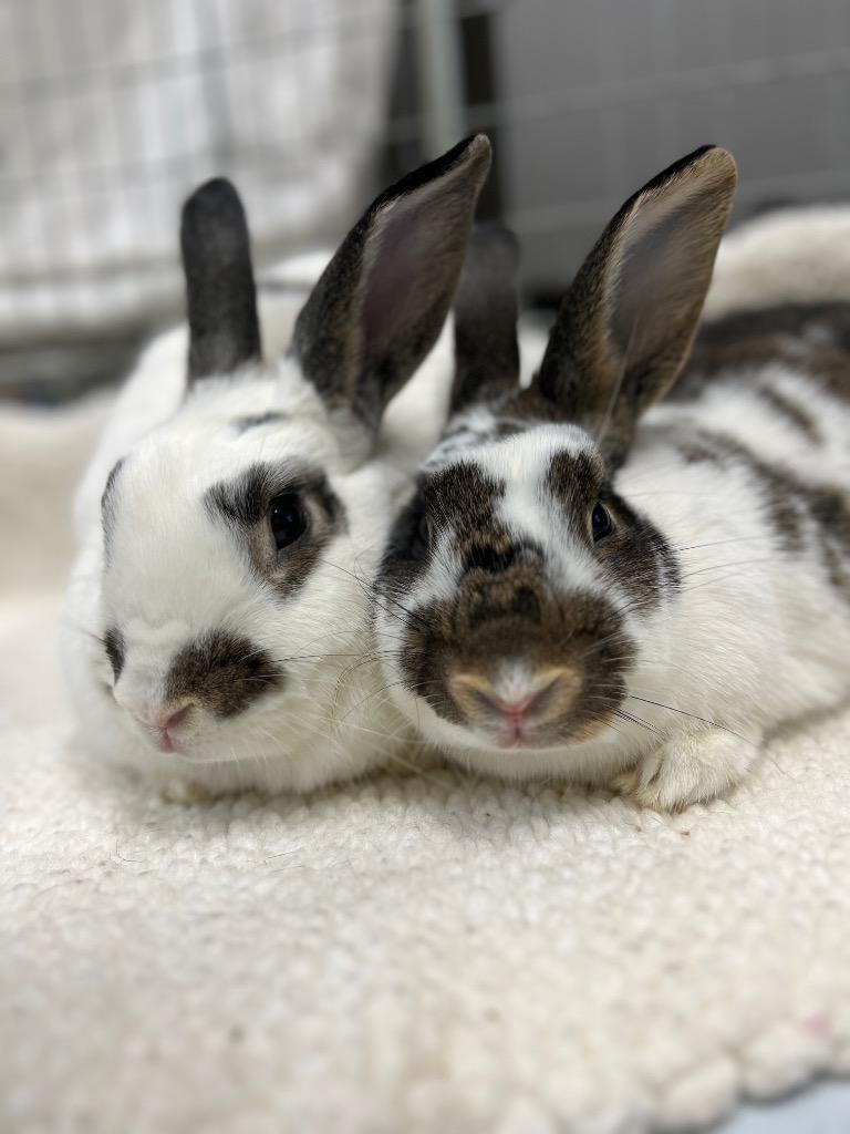 Smokey / Pop Tart, Adoptable, Adult Female Bunny Rabbit.