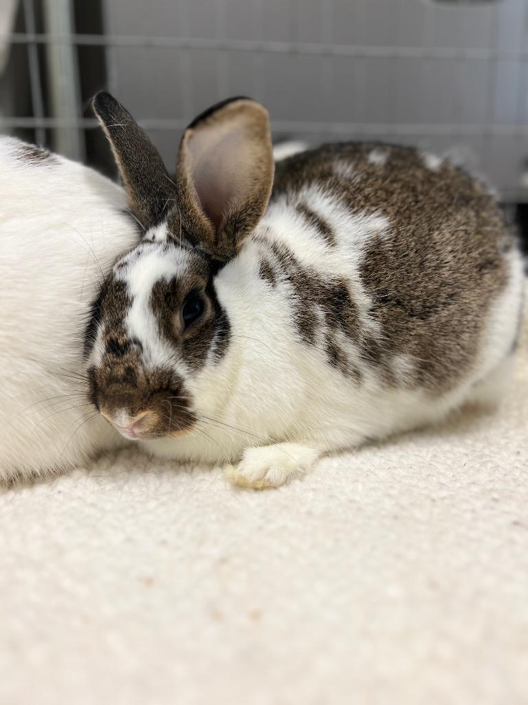 Smokey / Pop Tart, a Adoptable Bunny Rabbit in Pflugerville, TX image 3/6