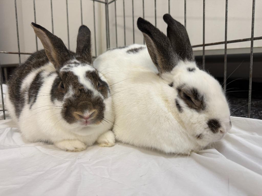 Enlarge Smokey / Pop Tart, a Adoptable Bunny Rabbit in Pflugerville, TX image 6/6