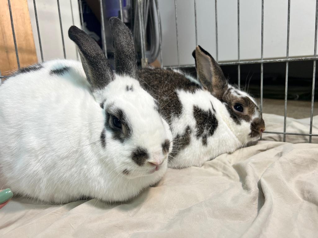 Smokey / Pop Tart, a Adoptable Bunny Rabbit in Pflugerville, TX image 6/6