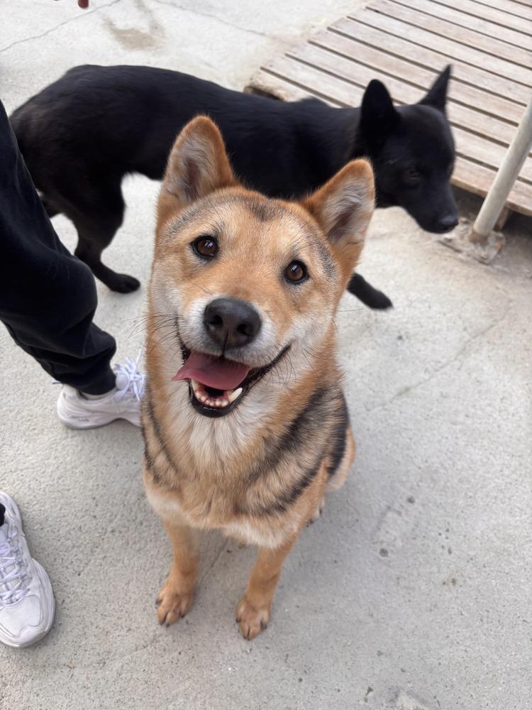 Thor, Adoptable, Young Male Jindo.