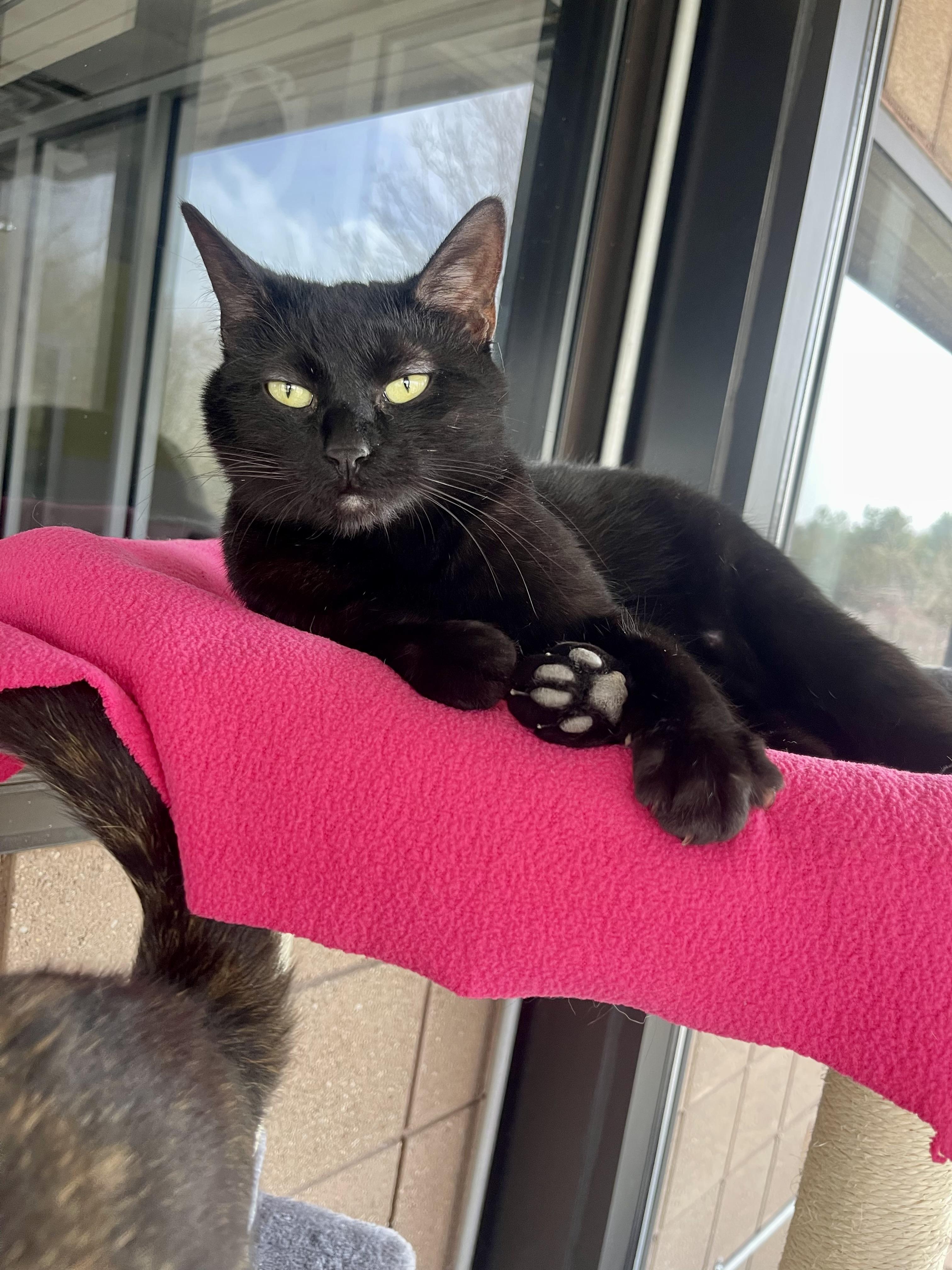 Enlarge Echo, a Adoptable mixed breed in Battle Creek, MI image 1/6