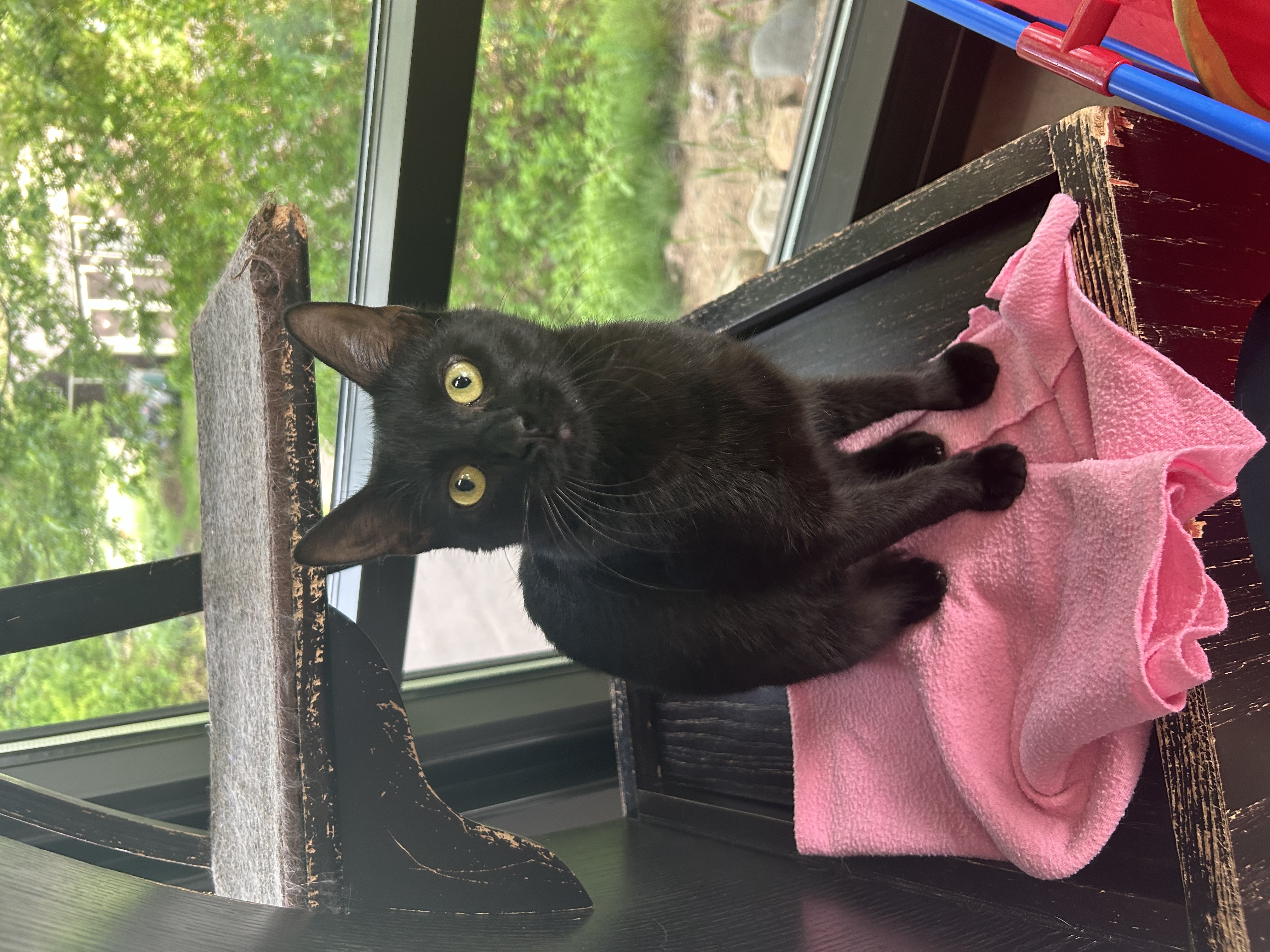 Enlarge Echo, a Adoptable mixed breed in Battle Creek, MI image 4/6