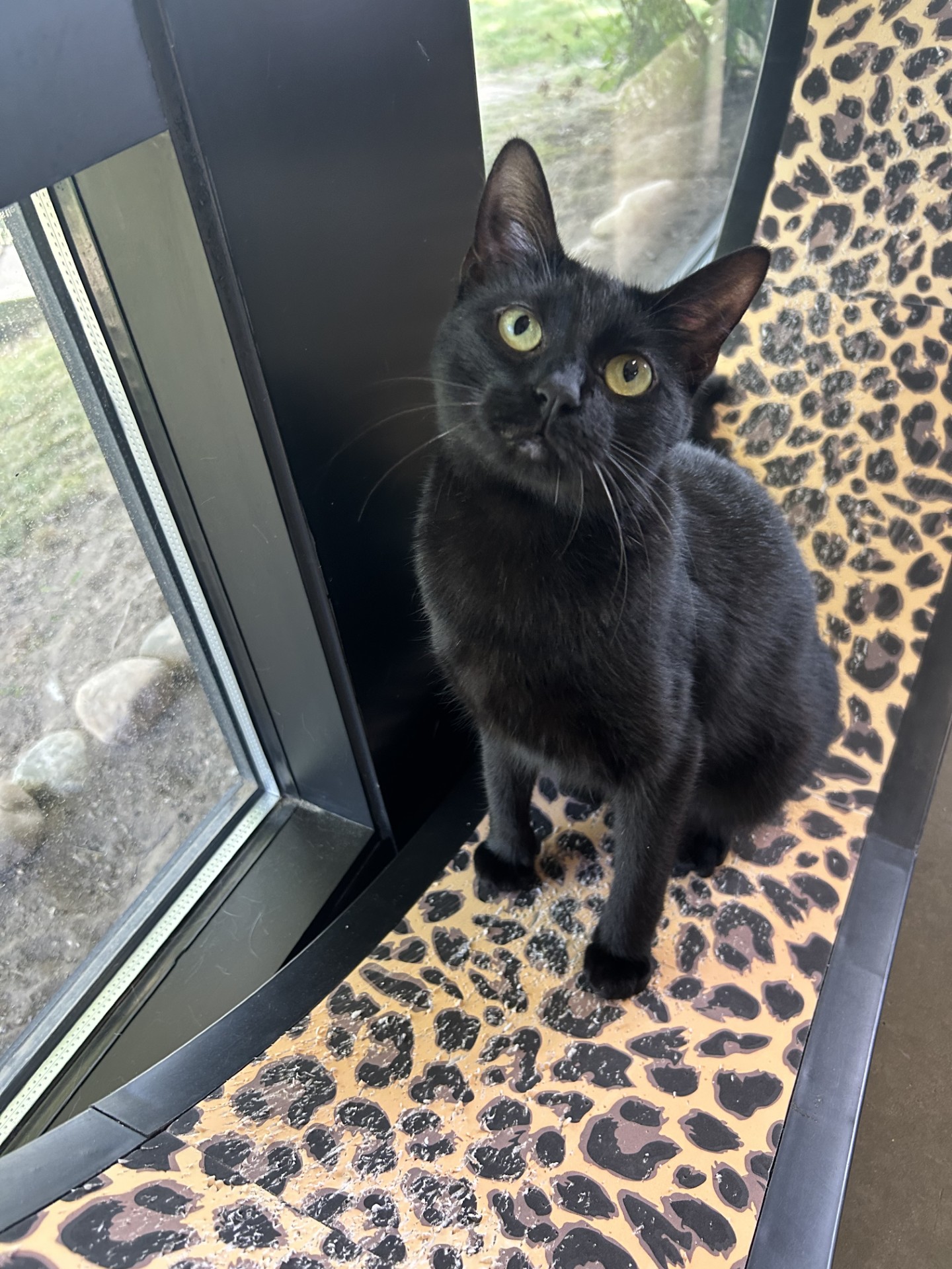 Enlarge Echo, a Adoptable mixed breed in Battle Creek, MI image 5/6