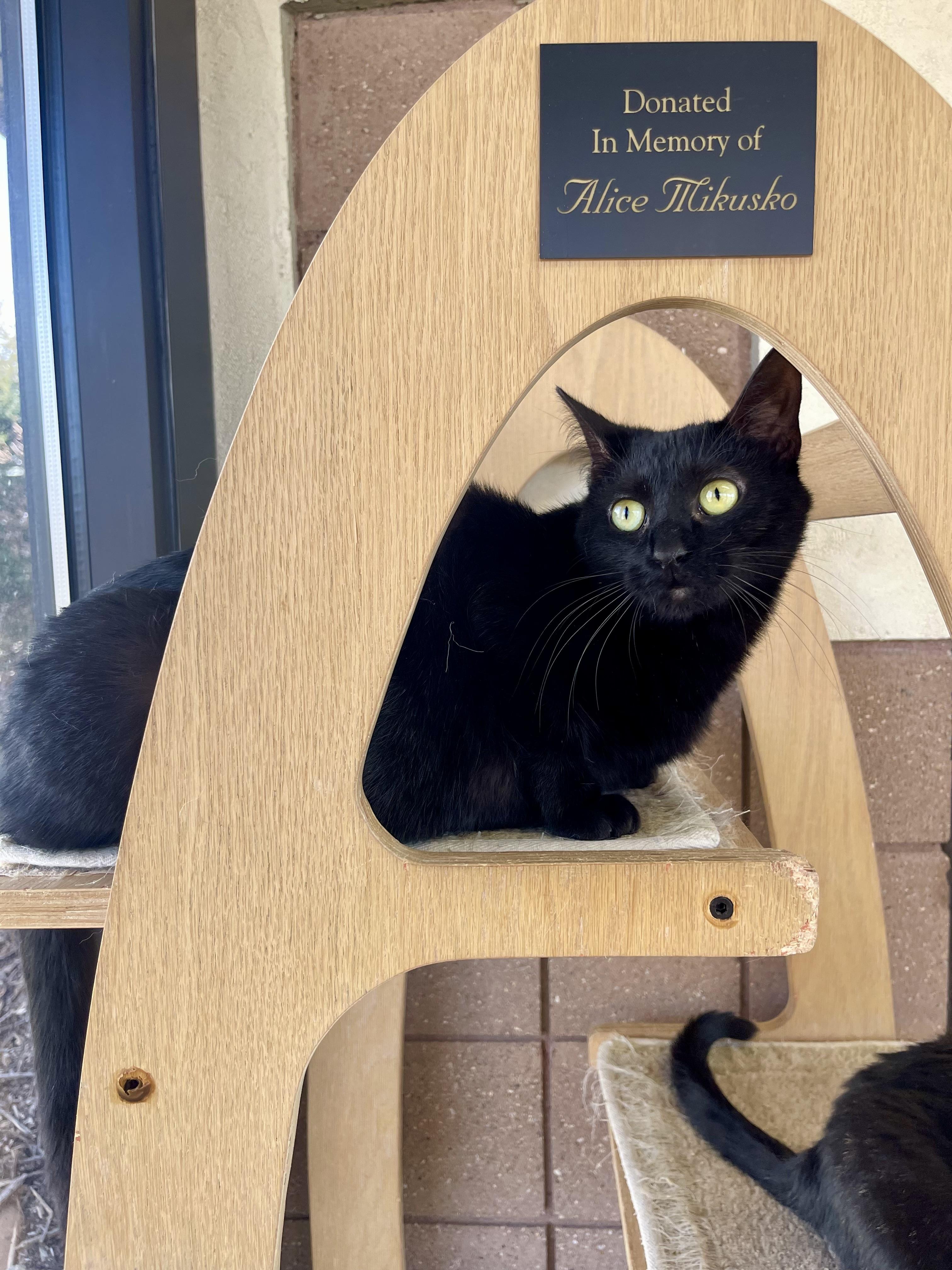 Enlarge Echo, a Adoptable mixed breed in Battle Creek, MI image 2/6