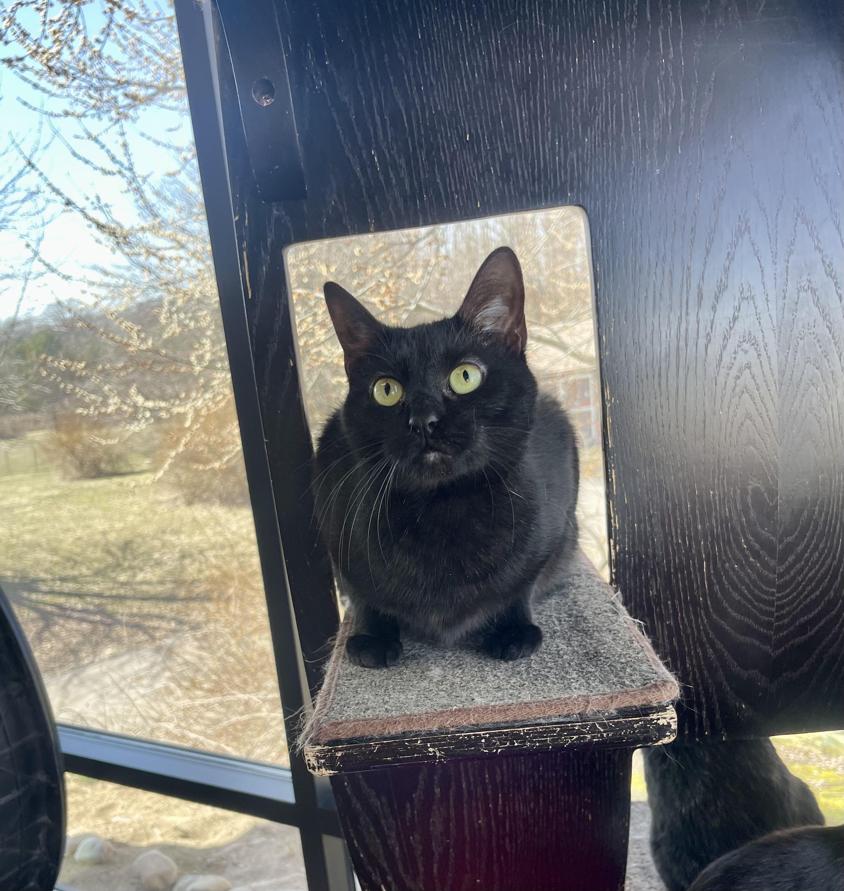 Enlarge Echo, a Adoptable mixed breed in Battle Creek, MI image 6/6