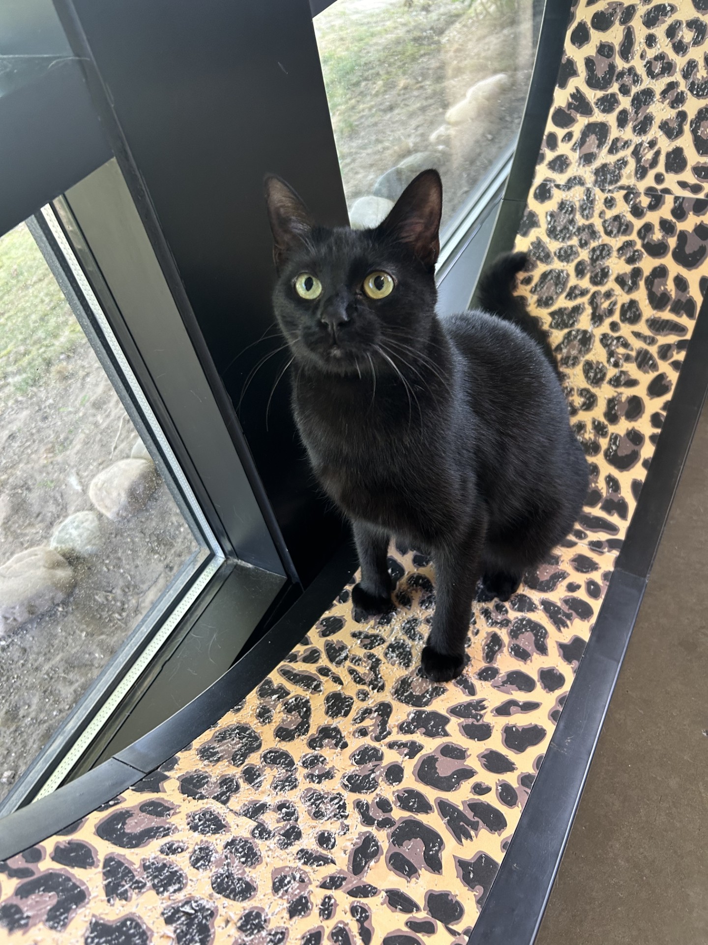 Enlarge Echo, a Adoptable mixed breed in Battle Creek, MI image 3/6