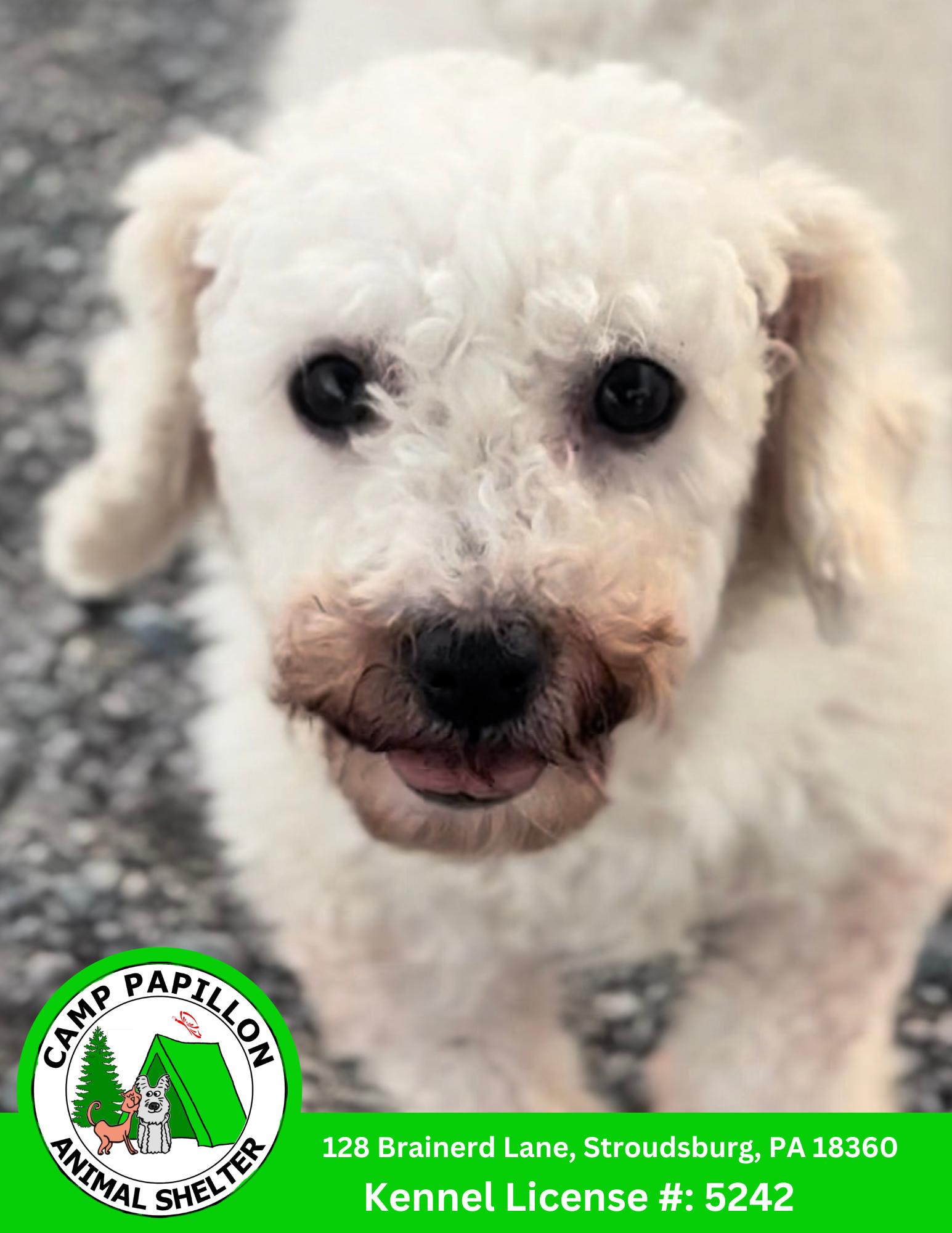 Rhonda, Adoptable, Adult Female Bichon Frise.