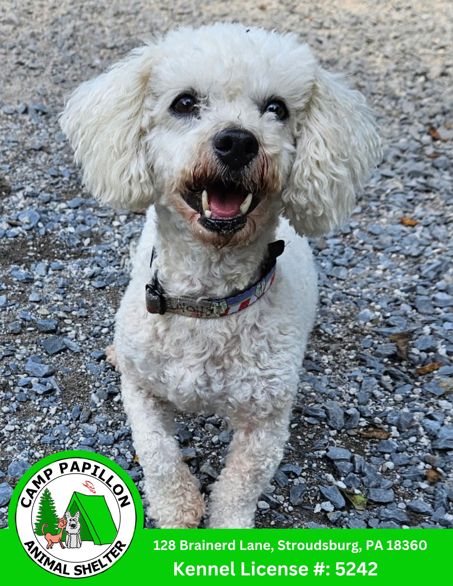Rhonda, Adoptable, Adult Female Bichon Frise.