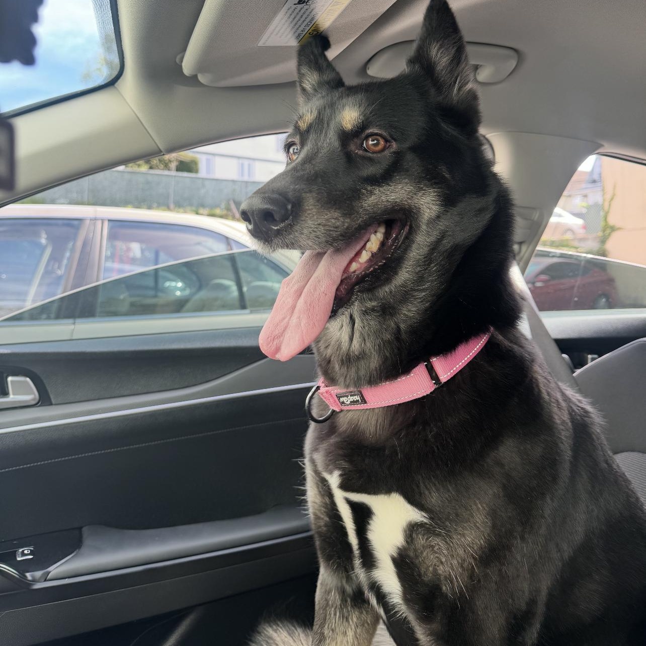 Jayda, adopted, Young Female German Shepherd Dog & Husky.
