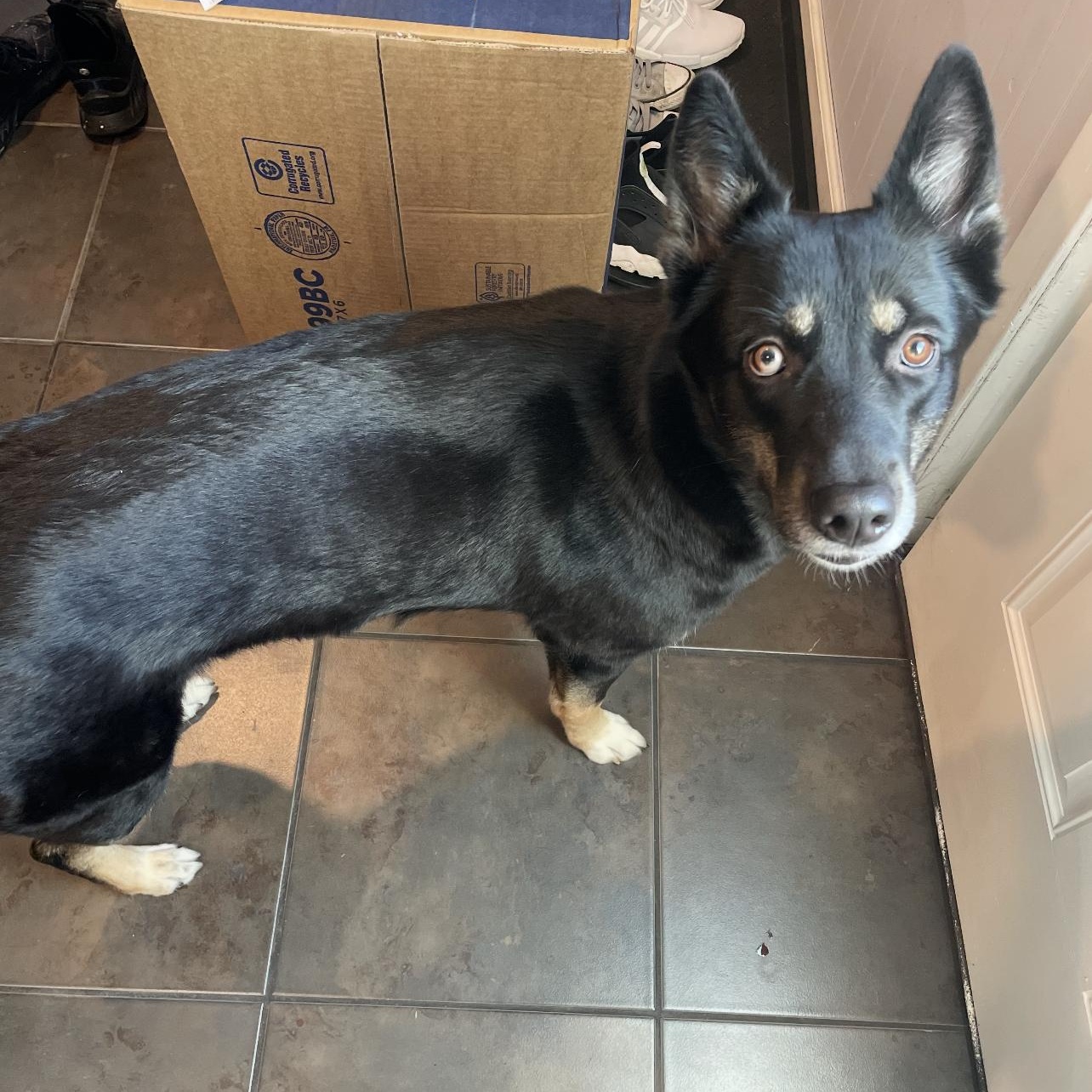 Enlarge Jayda, an adopted mixed breed in Staten Island , NY image 2/4