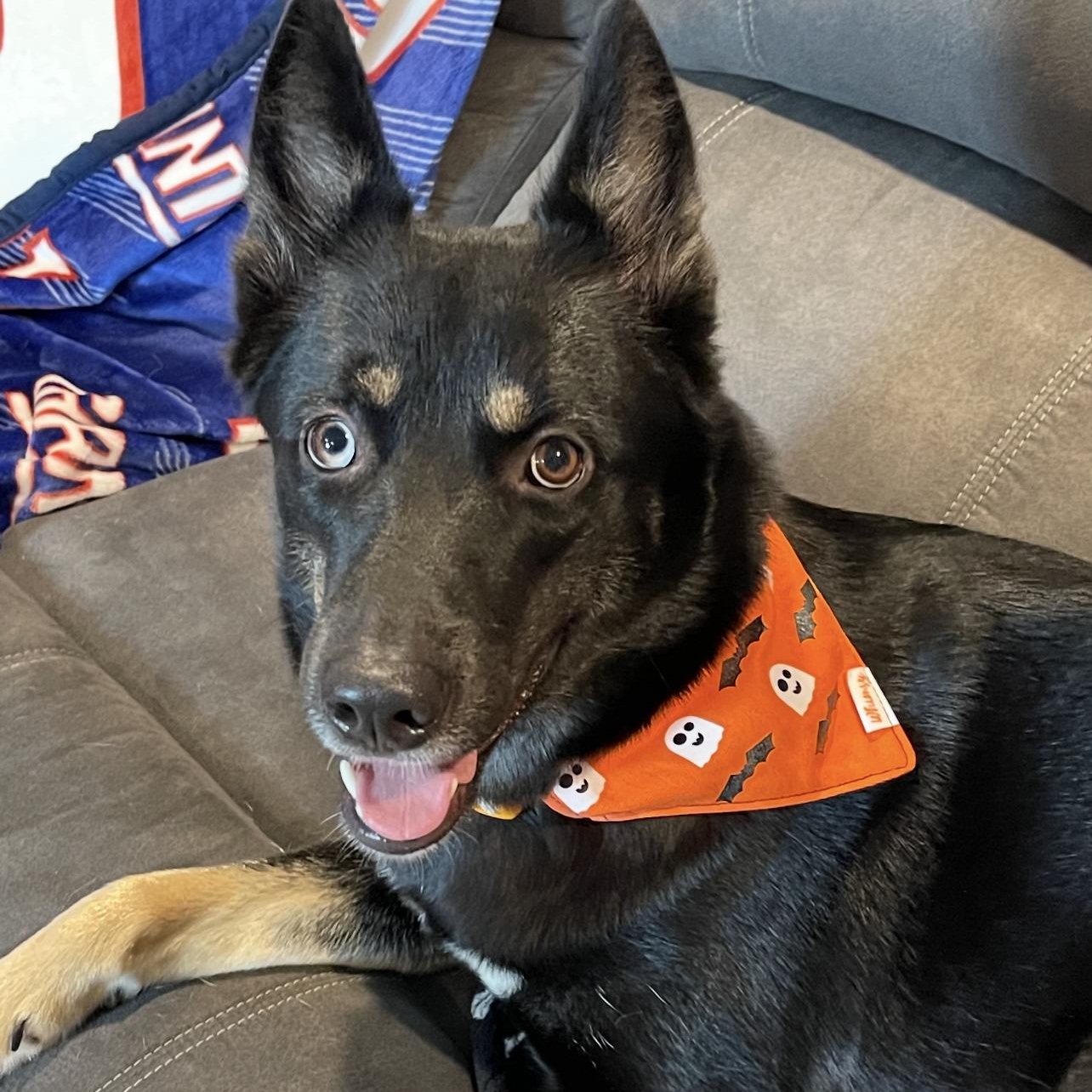 Enlarge Jayda, an adopted mixed breed in Staten Island , NY image 4/4