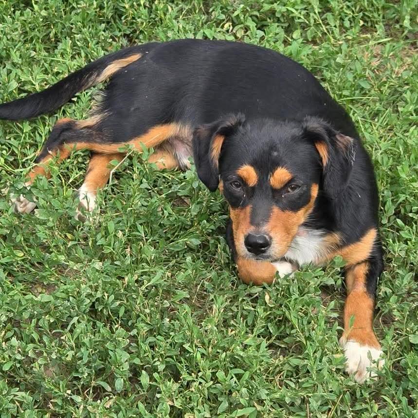 Enlarge Dash, a Adoptable mixed breed in Grand Island, NE image 2/2