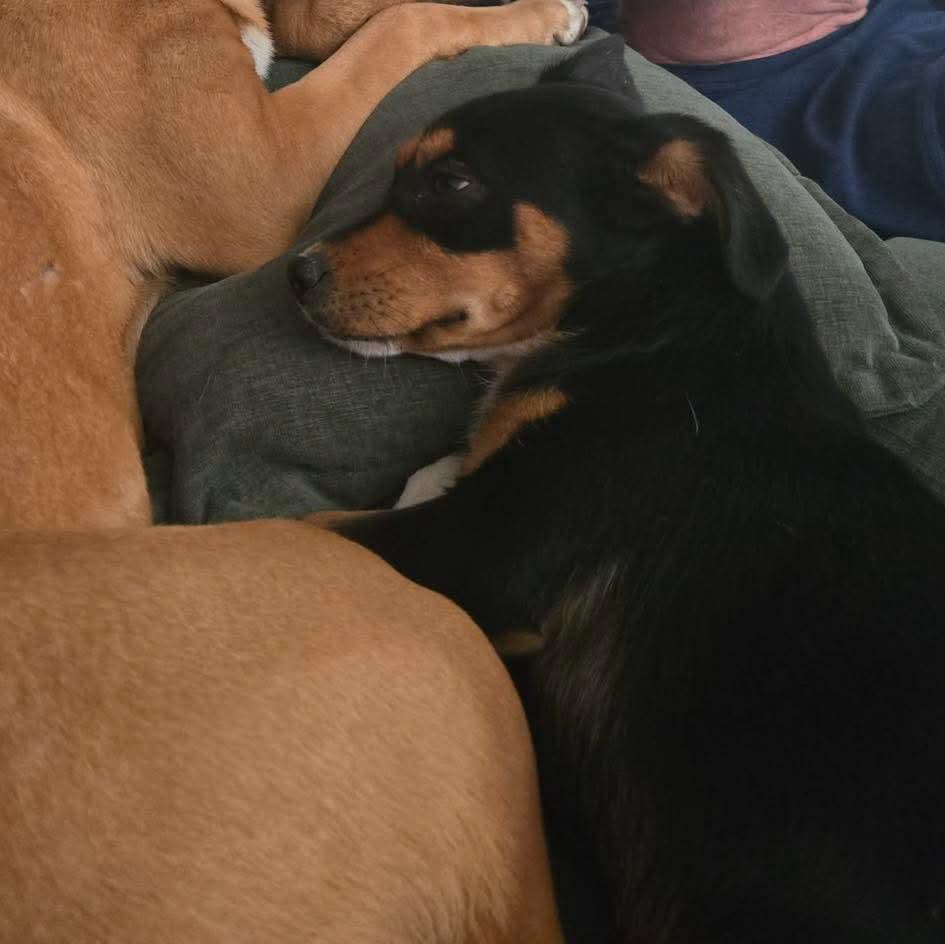 Dash, Adoptable, Young Male Chihuahua.