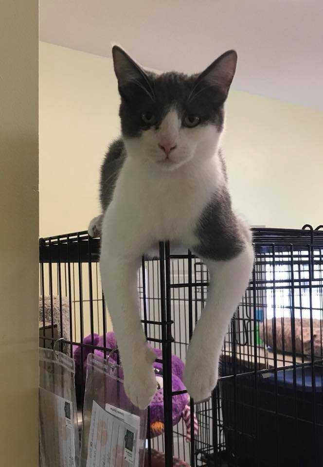 Gato, Adoptable, Adult Male Domestic Short Hair.