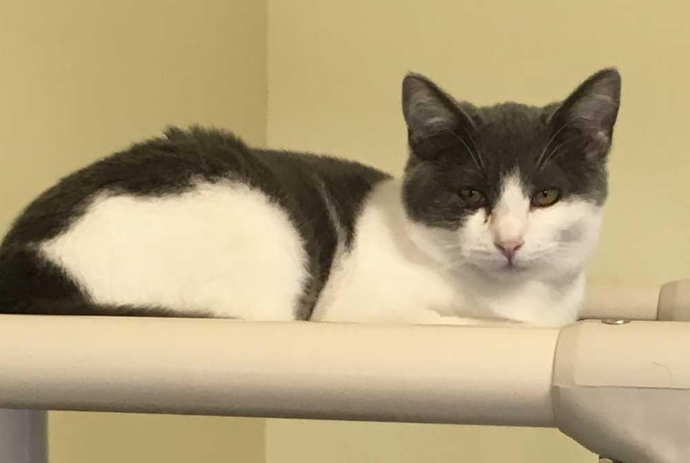 Enlarge Gato, a Adoptable Domestic Short Hair in Sparta, WI image 2/3