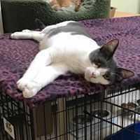Enlarge Gato, a Adoptable Domestic Short Hair in Sparta, WI image 3/3