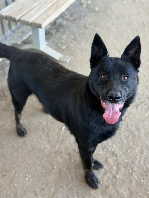 RAVEN, Adoptable, Adult Female German Shepherd Dog.